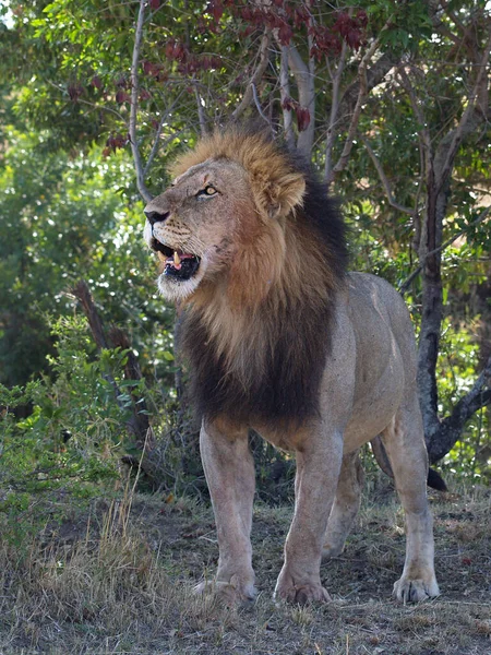 Δεν Είναι Πλέον Ένα Νεαρό Αρσενικό Λιοντάρι Πιασμένο Στην Τρανσμάρα — Φωτογραφία Αρχείου
