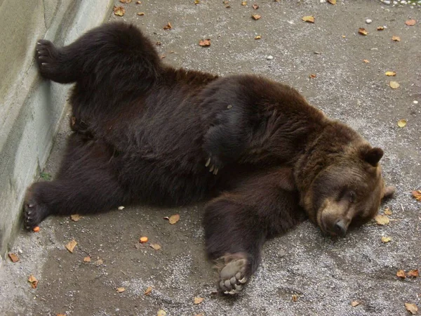 動物園での動物の閉鎖 — ストック写真