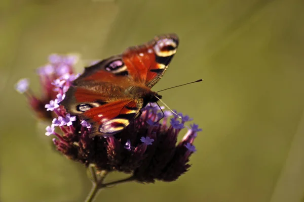 Pfauenauge Schmetterling Flora Und Insekt — Stockfoto