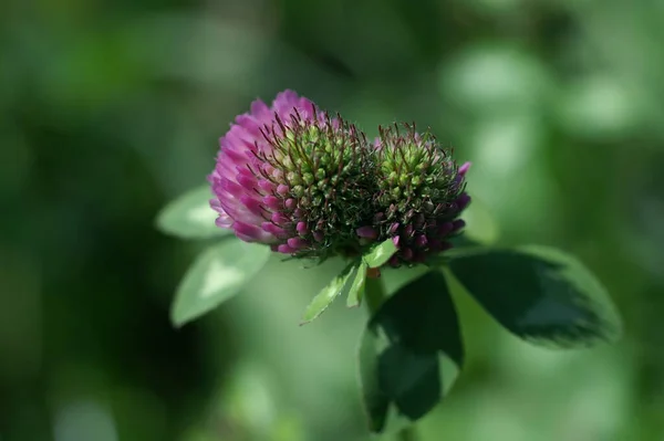 Rosafarbene Blumen Garten — Stockfoto