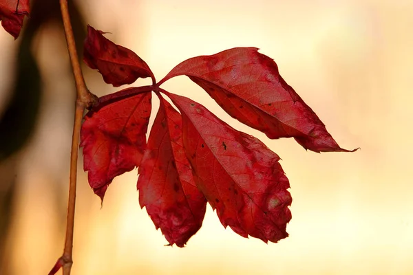 Hojas Rojas Árbol —  Fotos de Stock