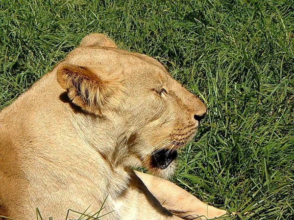 Depredador Animal León Vida Silvestre — Foto de Stock