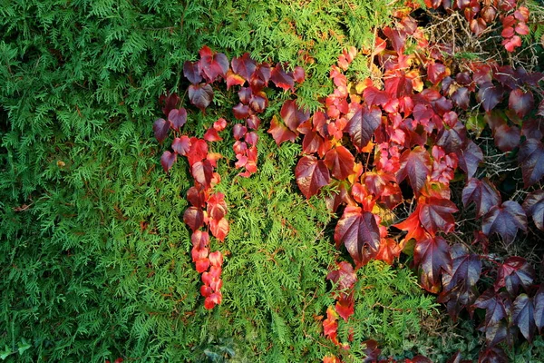 地面に紅葉 — ストック写真