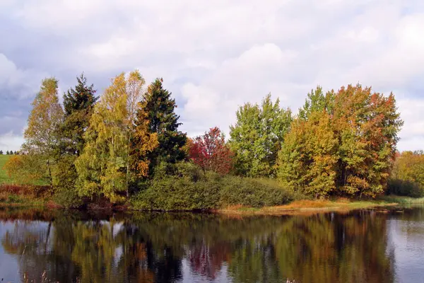 Schöne Landschaft Des Waldes — Stockfoto