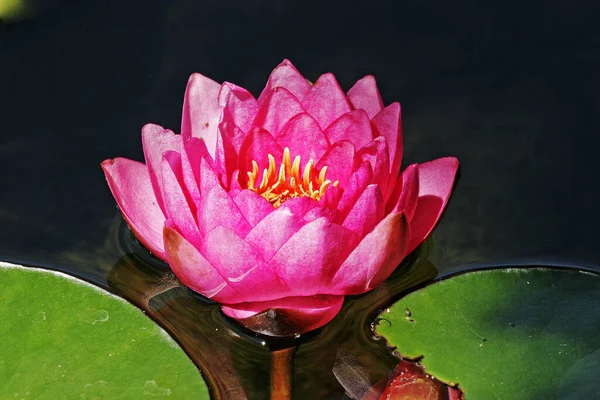 Nymphaea Hybrid Water Lily Pond Rose — Stock Photo, Image