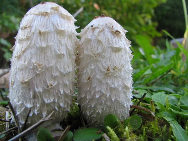 キノコの成長自然植物真菌植物 — ストック写真