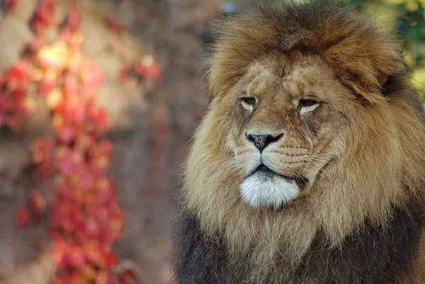 Hij Geniet Ook Van Laatste Zonnige Uren — Stockfoto