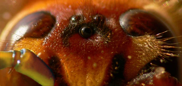 Närbild Insekter Naturen — Stockfoto