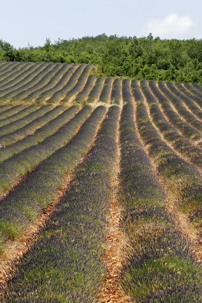 Lavanda Campos Perto Sault Provence — Fotografia de Stock