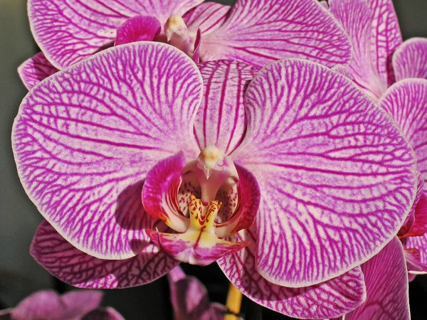 Frühling Orchidee Blumen Blühen — Stockfoto