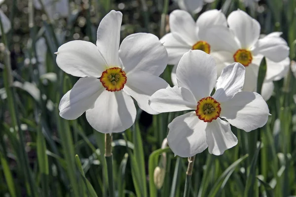 Narcissus Actaea Çeşidi Narsist — Stok fotoğraf