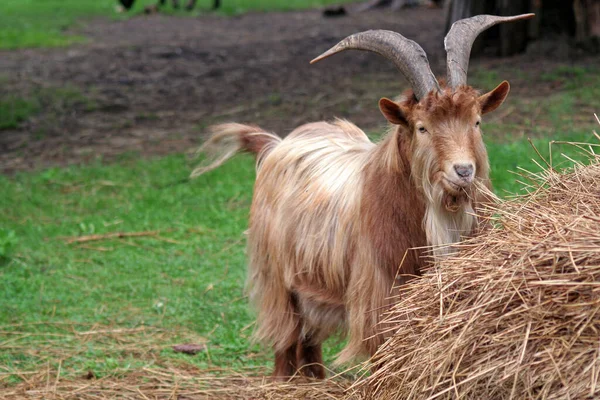 Naturskön Syn Jordbruket Selektiv Inriktning — Stockfoto