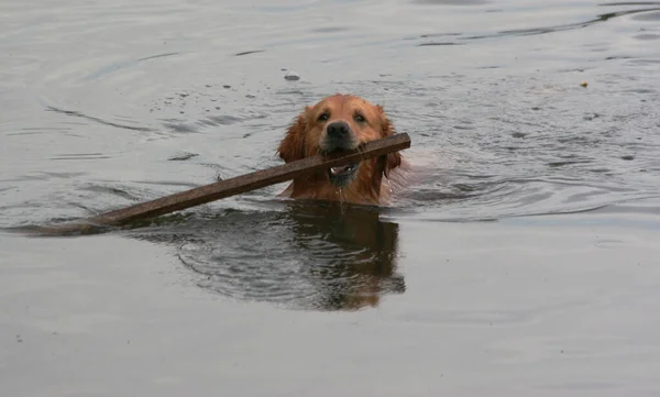 Portret Van Een Schattige Hond — Stockfoto