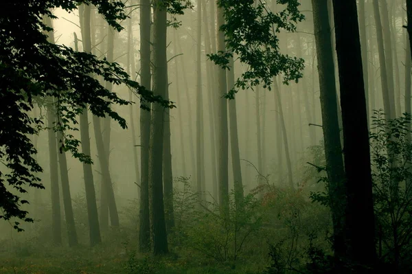 Scénický Pohled Flóru Divokém Lese — Stock fotografie