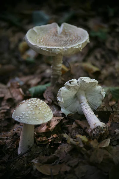 在森林里生长的蘑菇 — 图库照片