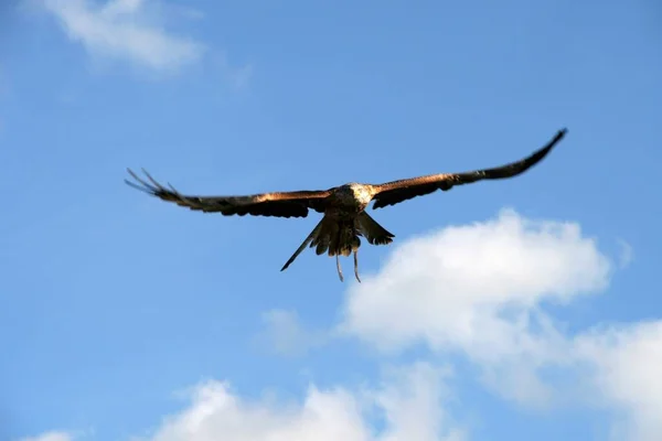 Observation Des Oiseaux Oiseau Mignon Nature Sauvage — Photo