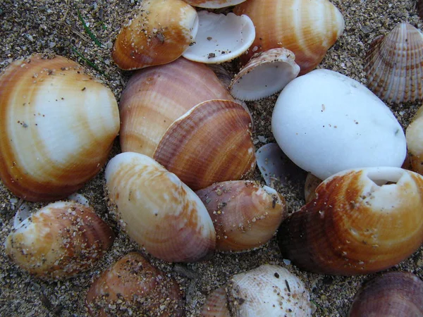 Conchas Playa —  Fotos de Stock
