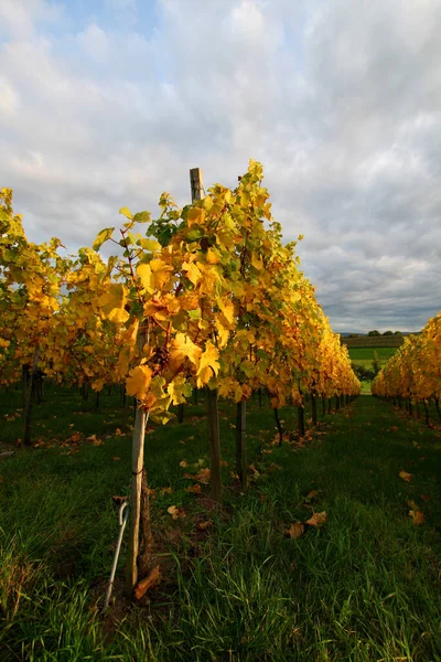 Uvas Que Crecen Viñedo — Foto de Stock