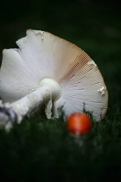 Vue Rapprochée Mouche Agarique Dans Forêt — Photo