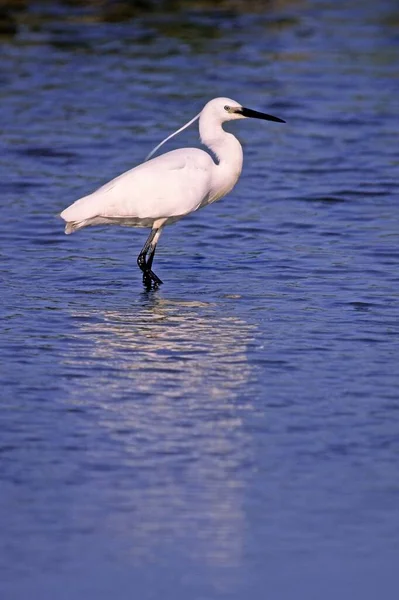 Egretta Garzetta Egretta Garzetta — Fotografia de Stock