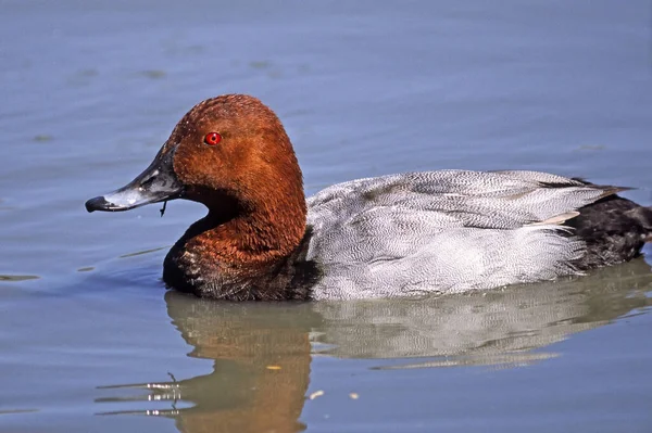 Table Duck Aythya Ferina Male — Stock Photo, Image