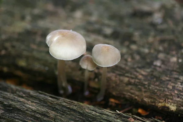 Schnecken Auf Morschem Holz — Stockfoto