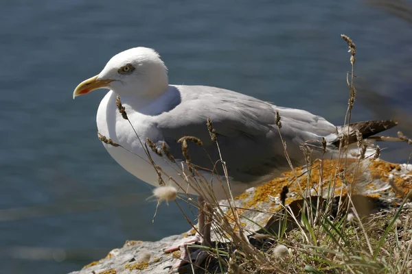 Schöne Silbermöwe Der Natur — Stockfoto