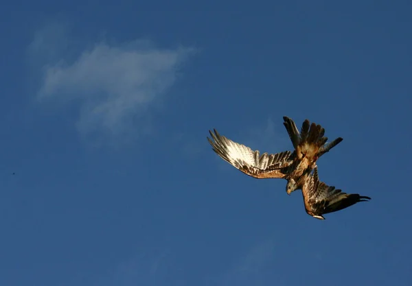 Blick Auf Schöne Vögel Der Natur — Stockfoto