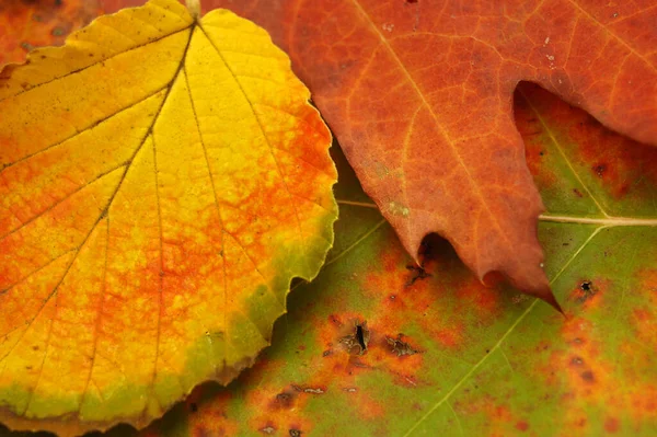 Autumn Painting Box Nature — Stock Photo, Image