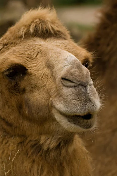 Camello Fauna Naturaleza — Foto de Stock