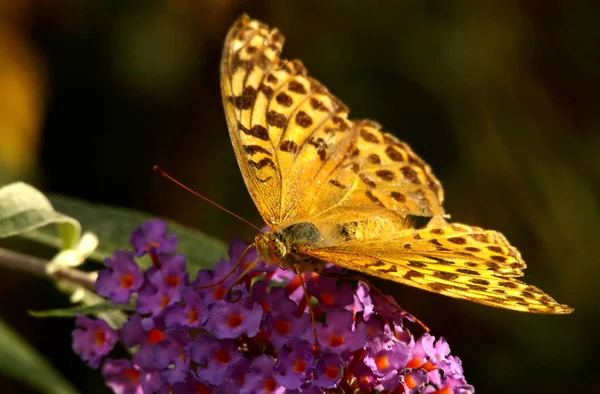 Gros Plan Bug Nature Sauvage — Photo