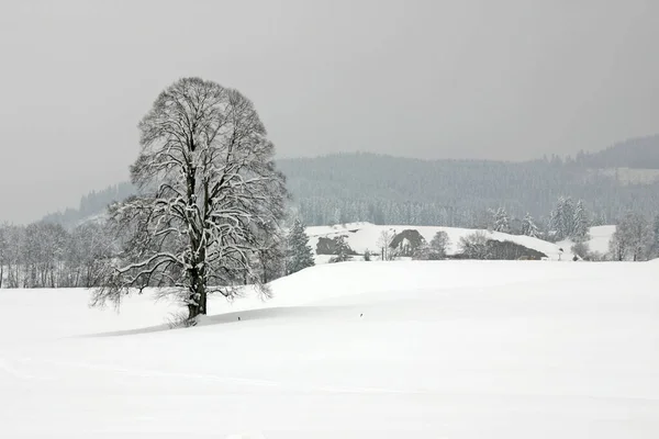 Bella Natura Baviera — Foto Stock