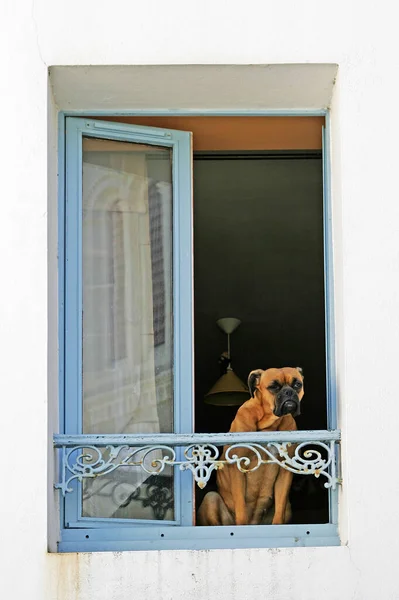 Belle Ile Sauzon Hund Fenster — Stockfoto