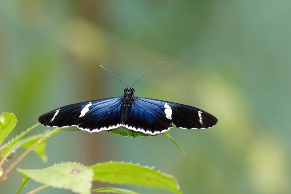 Nahaufnahme Von Wanzen Der Wilden Natur — Stockfoto