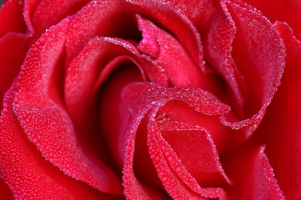 Red Rose Petals White Background — Stock Photo, Image