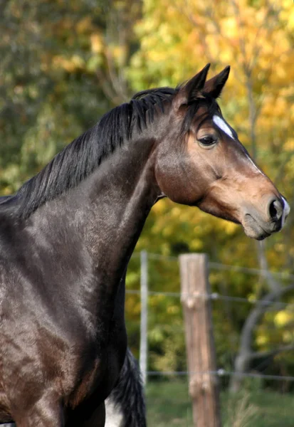 Schattig Paard Wilde Natuur — Stockfoto