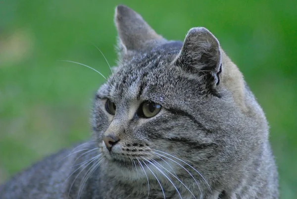 Ritratto Gatto Carino — Foto Stock