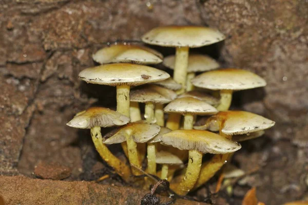 Paddenstoelen Schimmels Bosplanten Plantkunde Flora — Stockfoto