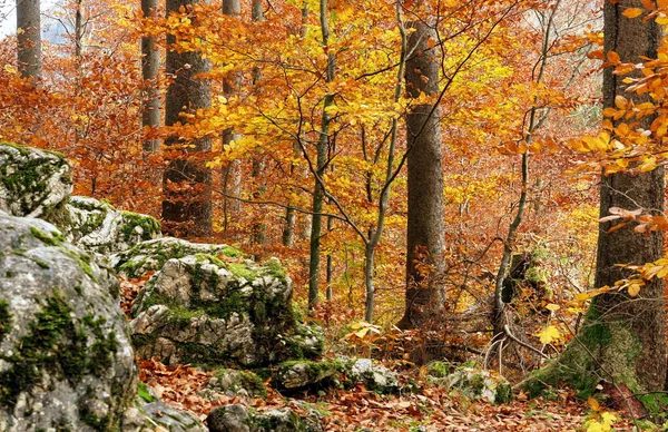 Autumn Forest Colorful Leaves — Stock Photo, Image