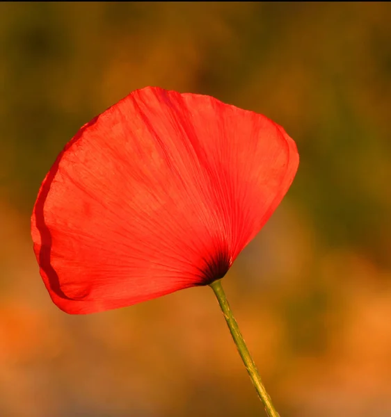 Flor Verano Pétalos Flores Amapola Flora — Foto de Stock