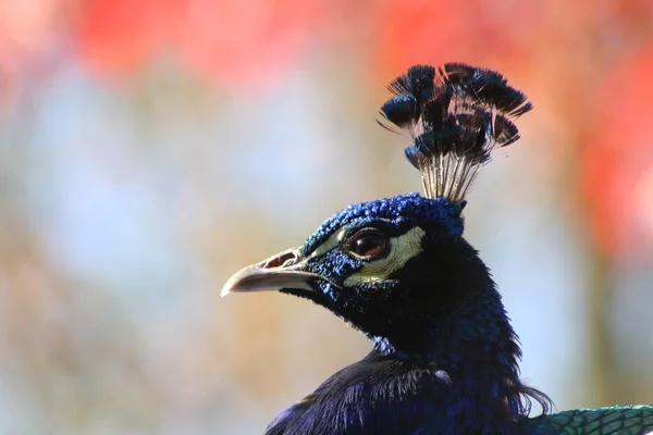 Scenic View Beautiful Bird Nature — Stock Photo, Image