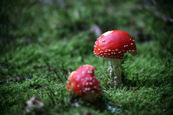 Zavřít Pohled Mušku Agarickou Lese — Stock fotografie