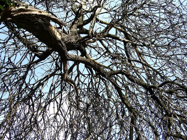 Tronco Árbol Abedul Madera — Foto de Stock