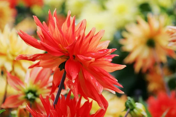 Fleur Été Botanique Flore — Photo