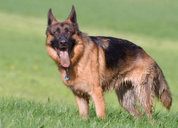 Duitse Herder Hond Dier Huisdier — Stockfoto