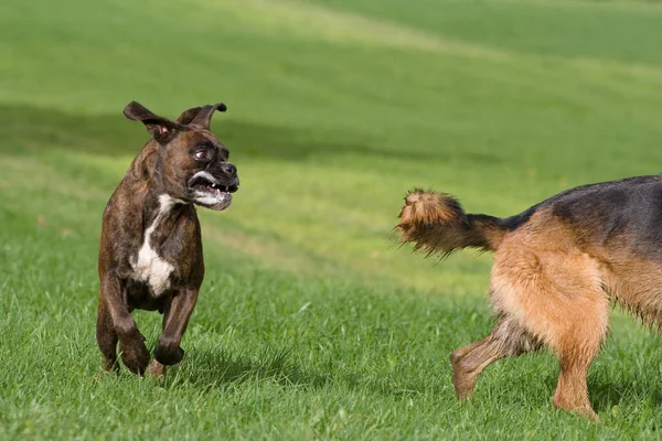 Pies Rasy Owczarek Belgijski Polu — Zdjęcie stockowe