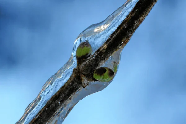 Las Burbujas Hielo — Foto de Stock