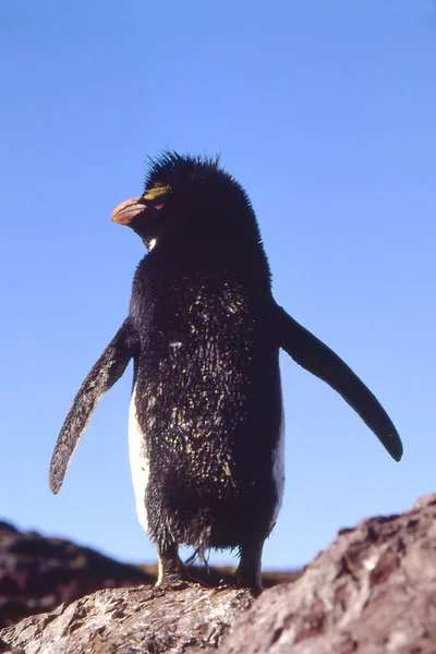 Rockhopper Pinguino Roccia Foto — Foto Stock