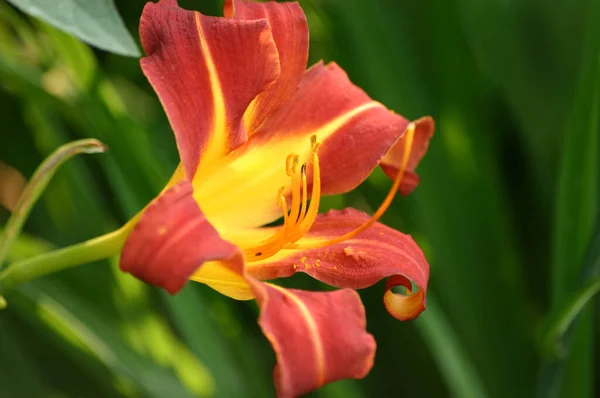 Güzel Botanik Bitkileri Lily Çiçek Yaprakları — Stok fotoğraf