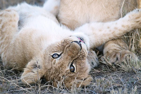 was the little cute. I was really tempted to get out and claw his cuddly belly,which wouldn\'t have been a good idea given the mother and the big cousins. But the look and pose were too cute. (Oh yes,I have